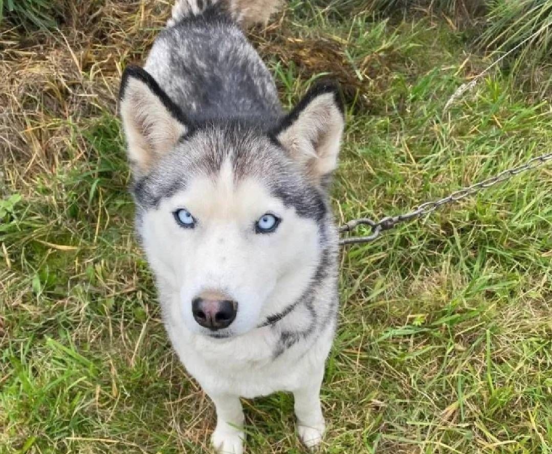 Собака на улице. Собака хаски в конвульсиях. Спас хаски. Хаски в бассейне. Храбрая собака.