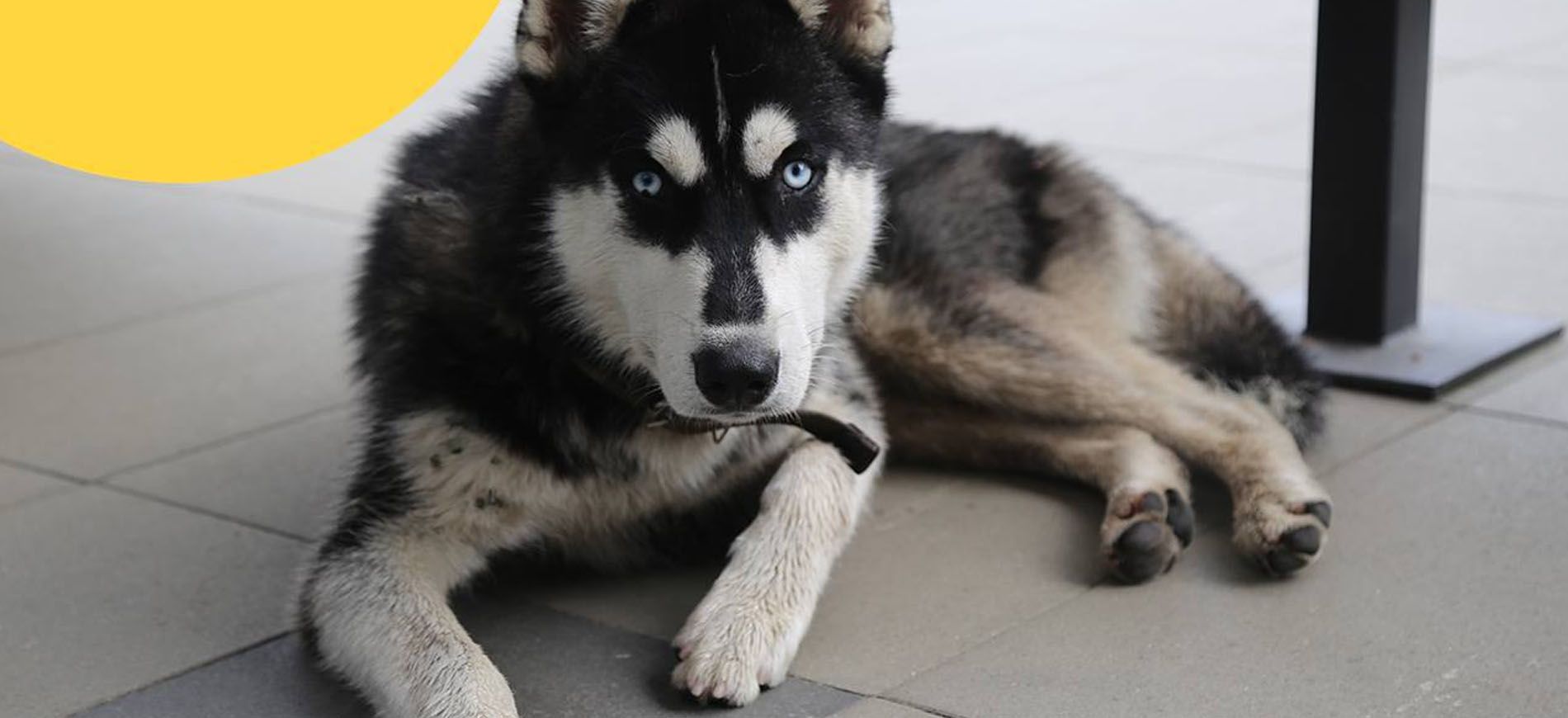 Хаски хатико. Хаски будет хозяина. Хаски с хозяином. Собака типа хаски. Ивановский цирк пес хаски арго.