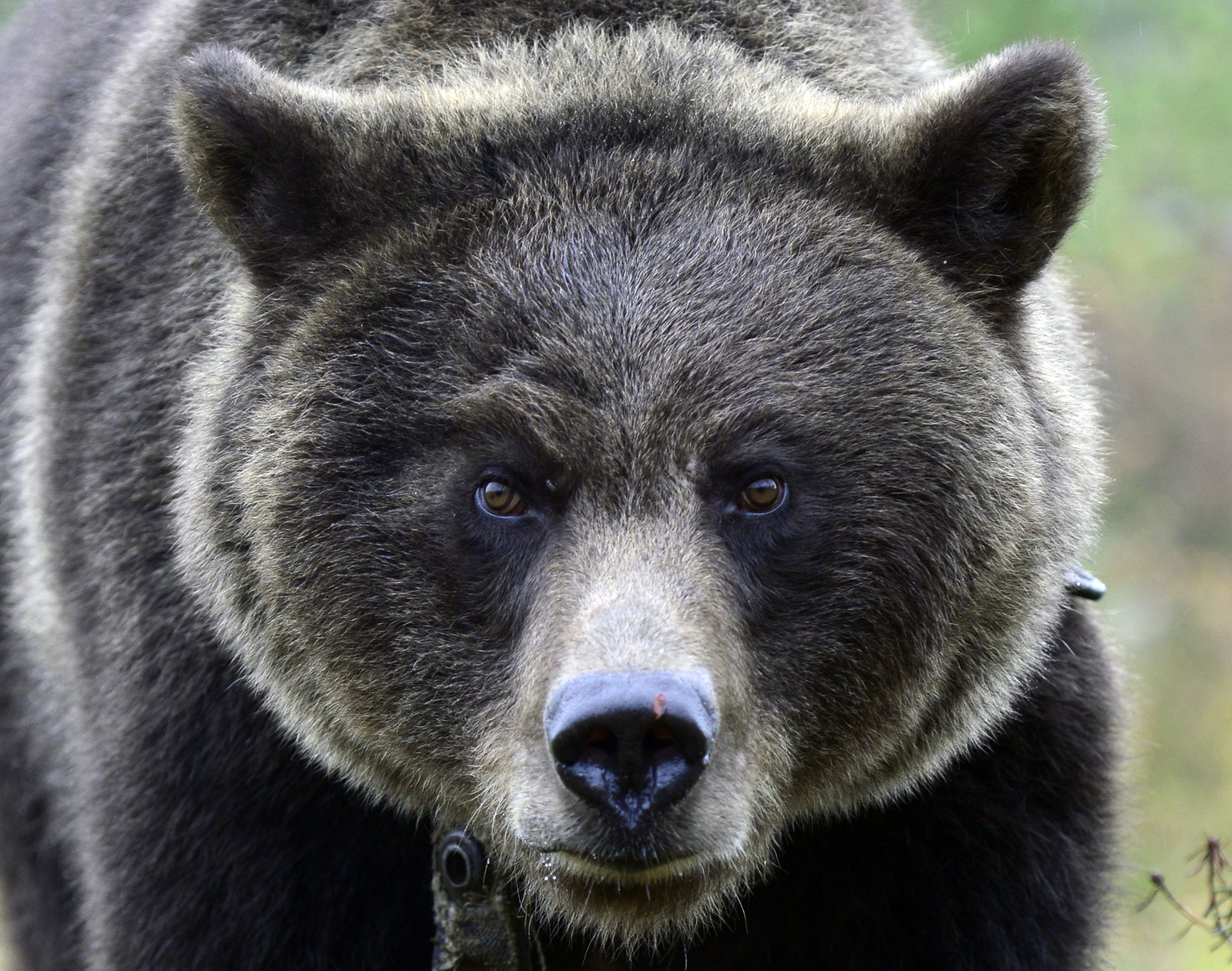 Лицо bear. Медведь. Глаза медведя. Морда медведя. Взгляд медведя.