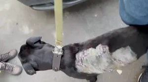 Собачница зарезала чужого питбуля и ранила ножом 10-месячного щенка в Москве