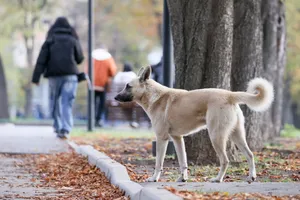 Задержан мужчина, похищавший несколько лет собак в Москве и Подмосковье