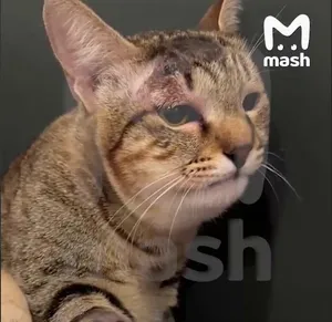 Кошка спасла семью туристов из Екатеринбурга от ядовитой змеи на Бали