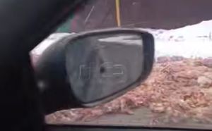 В Асбесте дорогу засыпало мёртвыми курицами