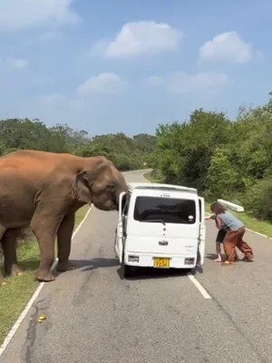 Дикий слон чуть не растерзал российских туристов на Шри-Ланке