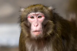 Что такое оспа обезьян и как ей не заразиться