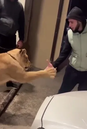 Лев напал на мужчину прямо на улице в Махачкале