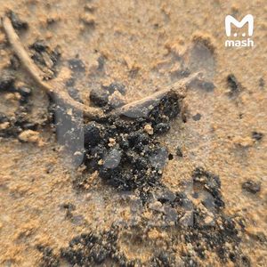 Куски мазута вынесло на популярные пляжи Шри-Ланки после ударов Ирана по нефтяным танкерам