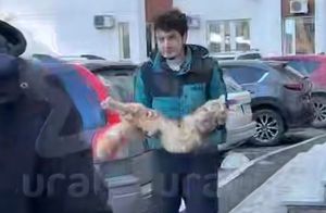 Кот застрял в открытом окне многоэтажки в Екатеринбурге