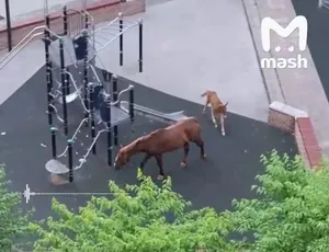 В Новой Москве по улицам разгуливает табун лошадей