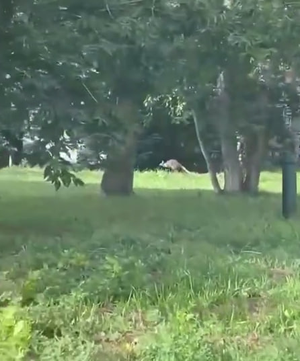 В Комсомольске-на-Амуре женщина выгуливала кенгуру: видео