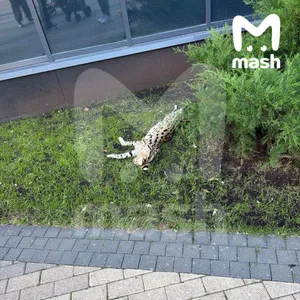 Из окна элитного ЖК "Серебряный бор" в Москве выбросили дикую кошку за 1,5 млн рублей