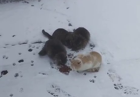 Неизвестный подкинул котят к закрытому кафе на Ай-Петри
