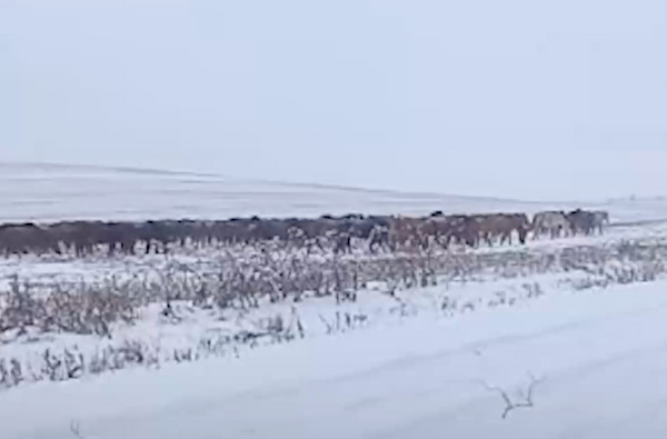 Лошади из Челябинской области пять лет вытаптывают поля агрофирмы в Башкортостане