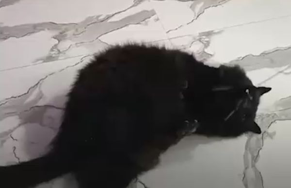 На Западном украли онкобольную кошку, за которой ухаживали в местном салоне красоты