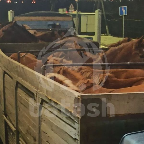 Башкирских лошадей попытались незаконно увезти в Казахстан