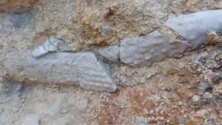 В Крыму нашли иглу ежа, которой 145 миллионов лет
