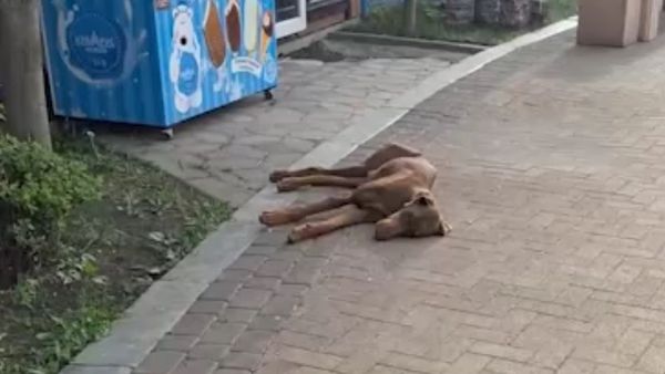 Волонтёры из Карачаево-Черкесии спасли добермана, который чуть не погиб от истощения после предательства бывших хозяев