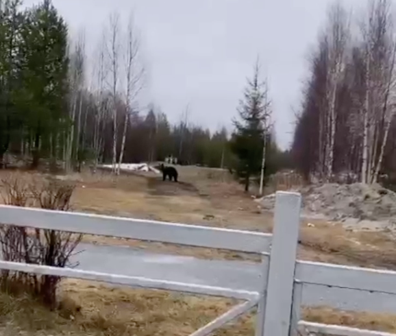 В ханты-мансийском Лангепасе по улицам несколько дней бегает медведь