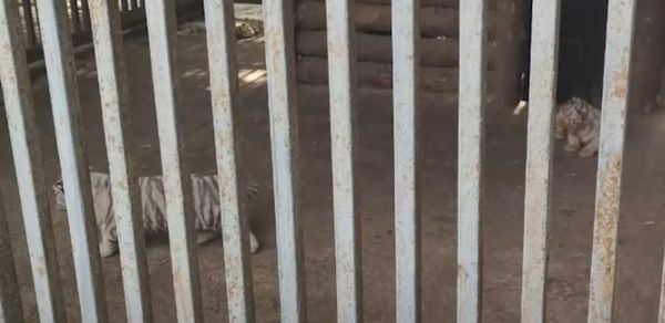 Трое белых тигрят родились в зоопарке Мариуполя