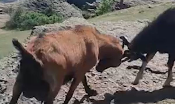 Суровые разборки горных козлов сняли туристы на склонах Демерджи