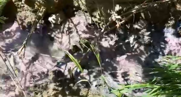 В Дону снова обнаружили вонючую жидкость фиолетового цвета