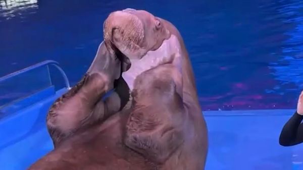 Морж Миша из Приморского океанариума начинает утро с зарядки