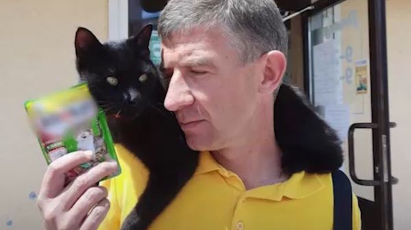 Домашнего кота без причины застрелили в Севастополе