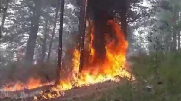 Площадь лесных пожаров в Забайкальском крае достигла 118 тыс. гектаров
