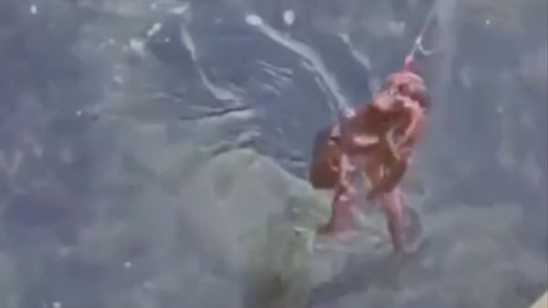 Осьминога поймали на городской набережной на Сахалине