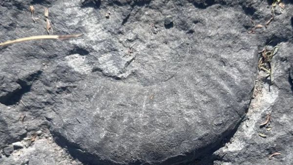Находку из эпохи динозавров обнаружили в Приморье
