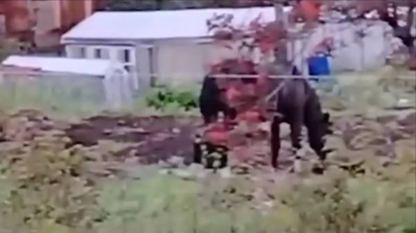Лошадиную ОПГ заметили в Усть-Куте на чужом огороде, животные едят урожай