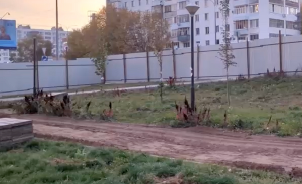 Пара из Уфы украла деревья с "Аллеи возвращения"