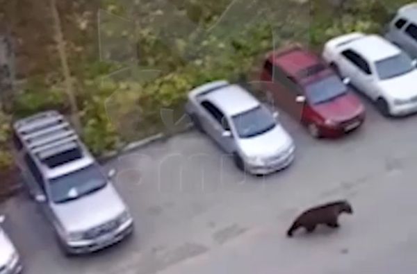 Израненный медведь пытался наброситься на жителей Камчатки