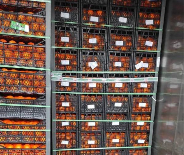 В Новороссийске мелкая плодовая муха уничтожила почти 23 тонны мандаринов