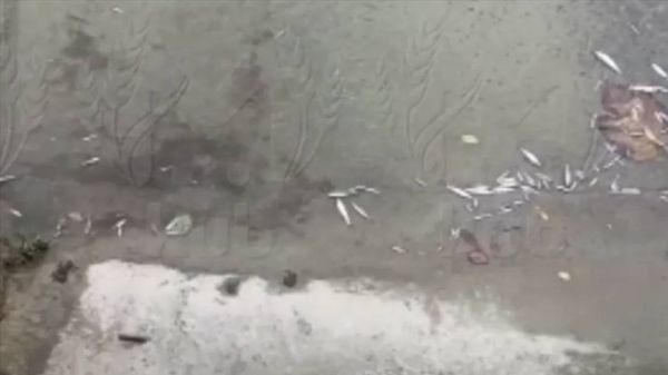 В реке Восточный Дагомыс в результате слива вредных веществ гибнет рыба