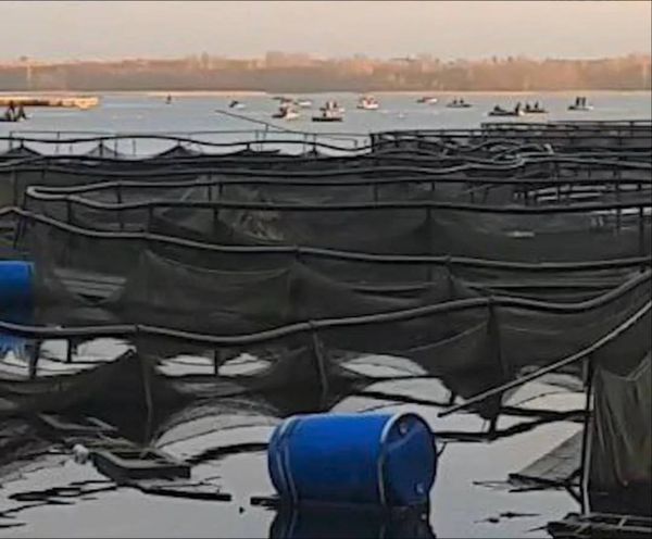 Форель на 100 млн рублей уплыла из рыбного хозяйства под Новгородом