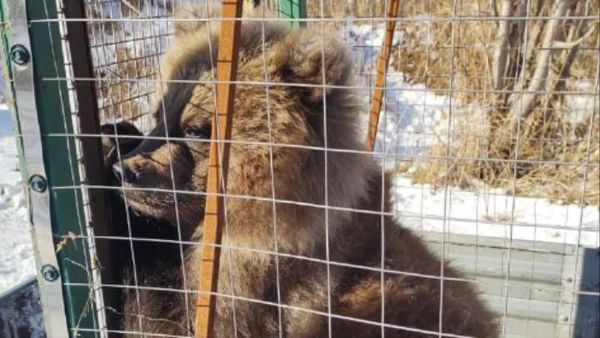 Медвежонка, который неделю поедал мёртвого брата, спасли на Камчатке