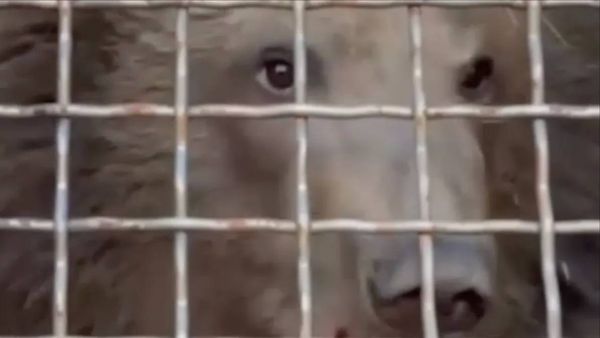 До вылета осиротевшего медвежонка с Камчатки в Москву осталось меньше пяти часов