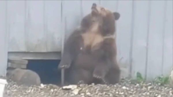 Спасённый камчатский медвежонок вдохновил на создание приюта для бурых мишек в Подмосковье