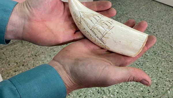 Бивни моржа и зубы кашалота на 3 млн рублей пытался вывезти гражданин Китая из Забайкалья