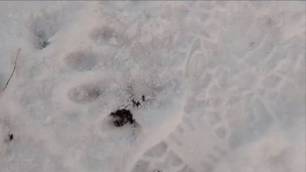 Стали известные новые подробности нападения тигра на водителя лесовоза в Хабаровском крае