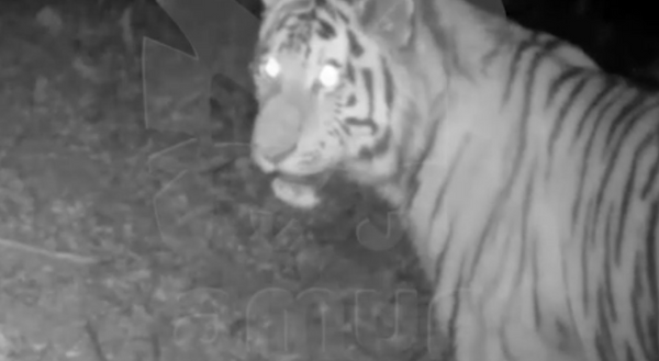 Тигр попал на видео во время охоты под Хабаровском