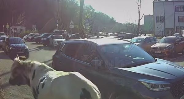 Бык набросился на женщину и напугал школьников возле сочинской гимназии