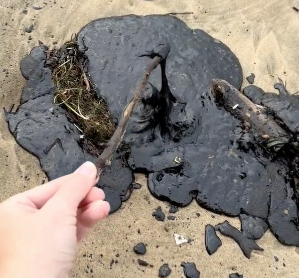 На пляжи Анапы вынесло мазут, попавший в воду после крушения танкеров