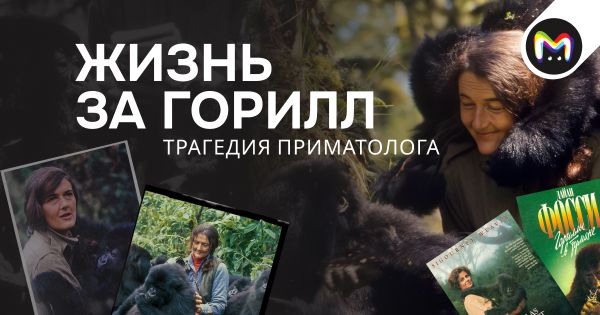 Биография Дайан Фосси