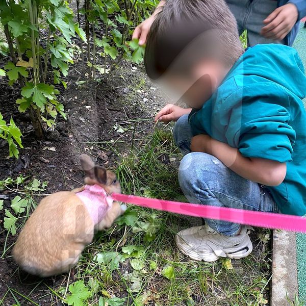 В Петербурге домашний кролик напал на ребёнка и укусил его за палец