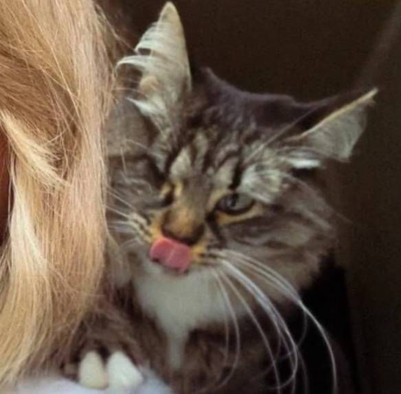Коту Мэшику нашли новых хозяев