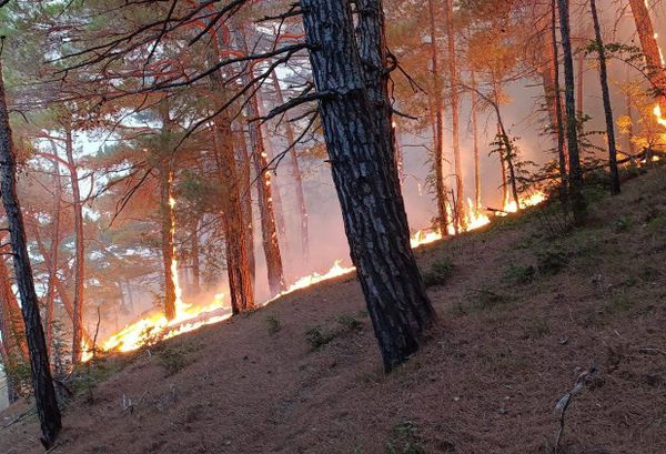 Из-за лесного пожара под Геленджиком больше 20 туристов застряли на пляже