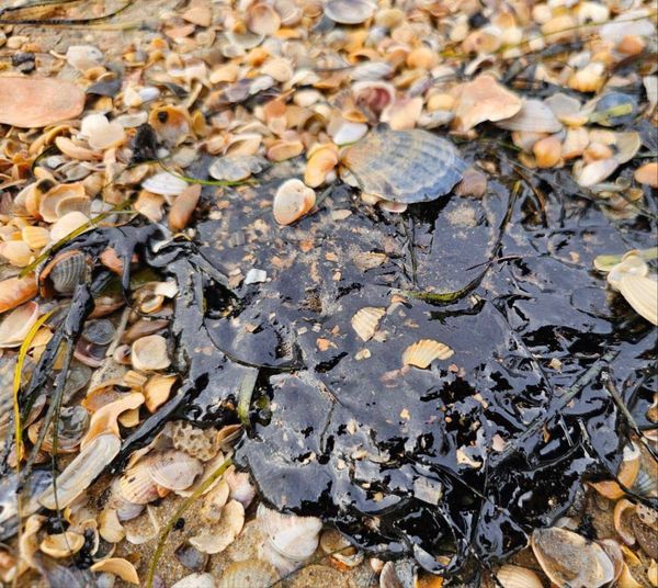 На популярные у туристов пляжи Анапы может выплыть до 900 тонн мазута