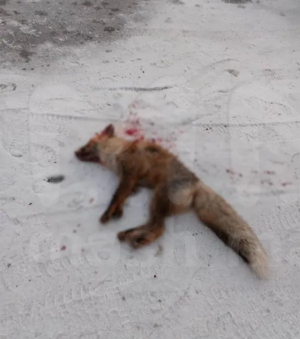 Бешеная лиса едва не растерзала девушку в Омской области